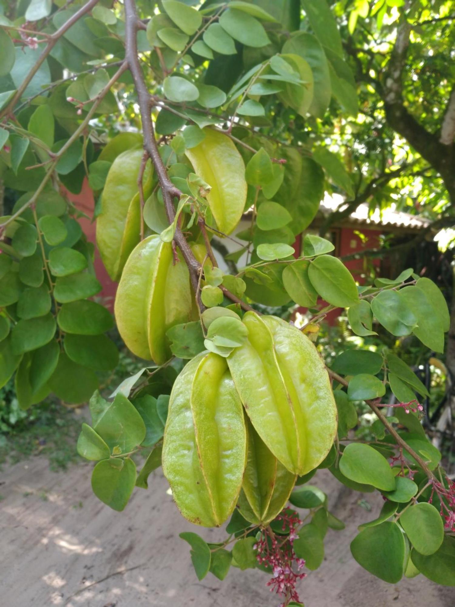 فندق Pousada Fruta Pao بارا غراندي المظهر الخارجي الصورة